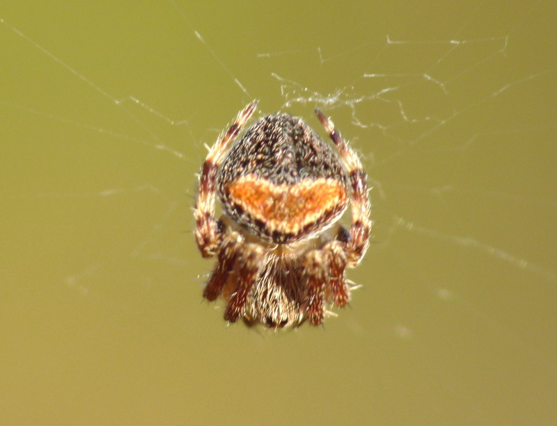 Araneus sp.